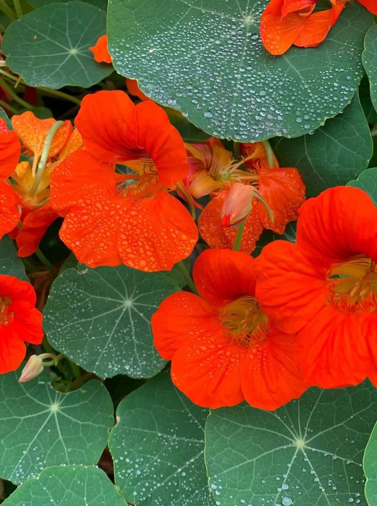 6 fleurs comestibles à faire pousser au jardin