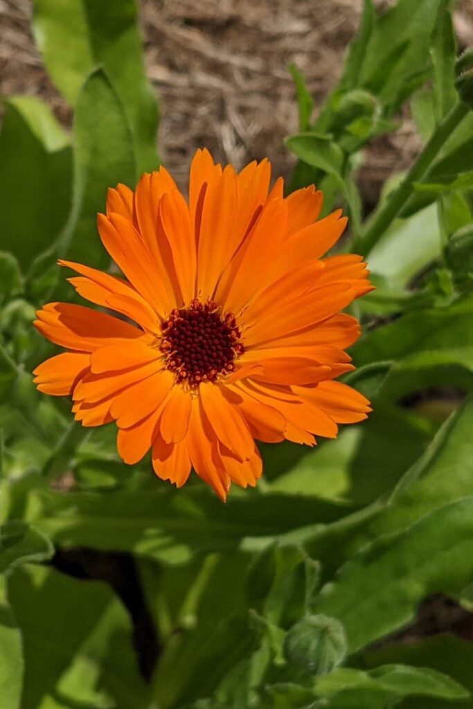 calendula officinalis