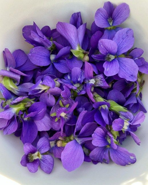 violet simple syrup